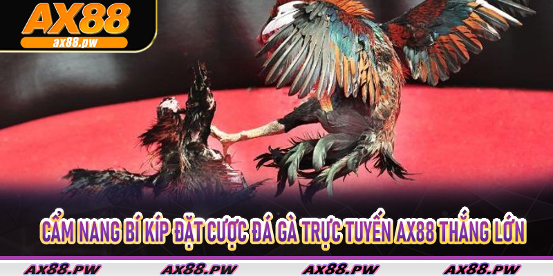 Cẩm nang bí kíp đặt cược Đá Gà Trực Tuyến Ax88 thắng lớn